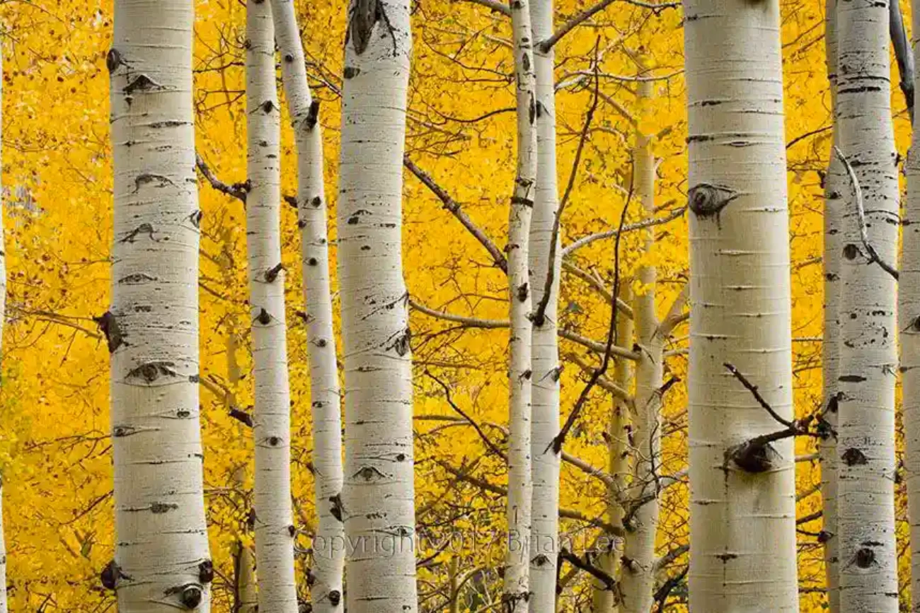 Brian Lee Photography - Aspens, Telluride, CO
