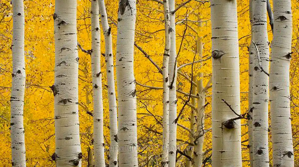 Brian Lee Photography - Aspens, Telluride, CO